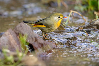 Red billed leotrix