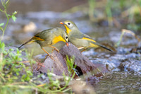Red billed leotrix