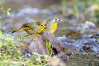 Red billed leotrix