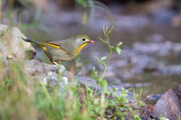 Red billed leotrix