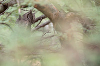 Eurasian scops owl