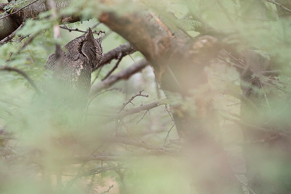 Eurasian scops owl
