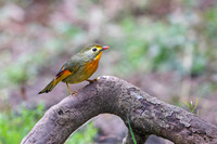 Red billed leotrix