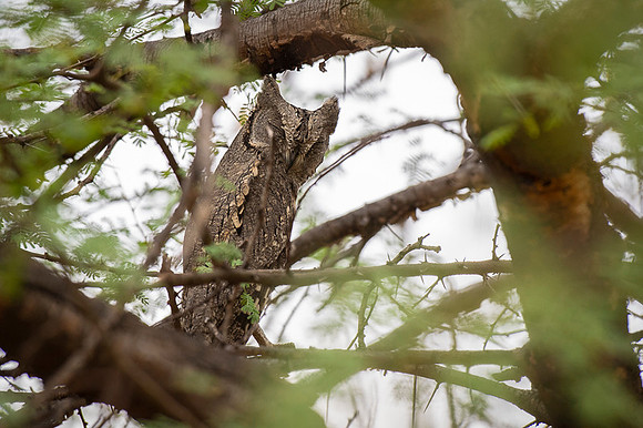 Eurasian scops owl