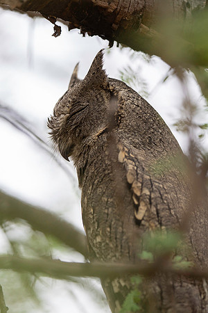 Eurasian scops owl