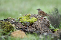 Dunnock / Płochacz pokrzywnica