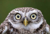 Little Owl / Sowa pójdźka