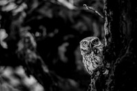 Little Owl / Sowa pójdźka