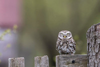 Little Owl / Sowa pójdźka