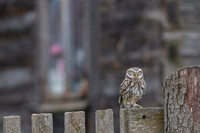 Little Owl / Sowa pójdźka