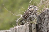 Little Owl / Sowa pójdźka