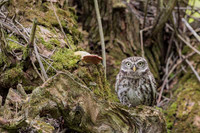 Little Owl / Sowa pójdźka