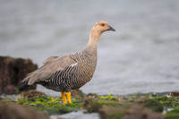 Ruddy-headed goose
