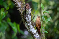 Montane Woodcreeper