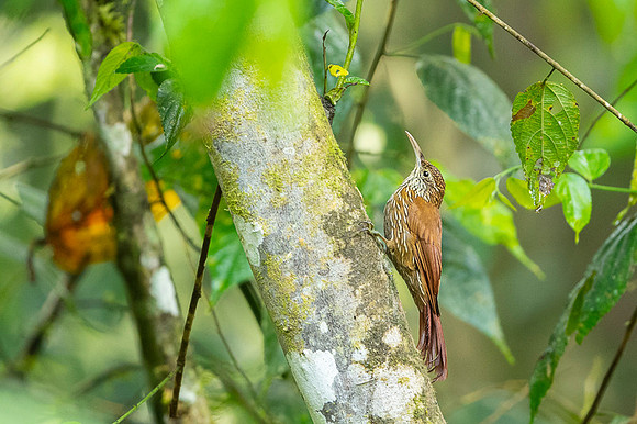 Montane Woodcreeper