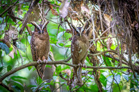 Crested Owl