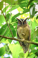 Crested Owl