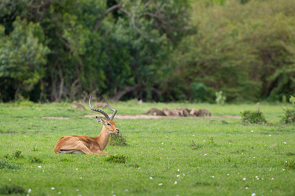 Impala Gazelle