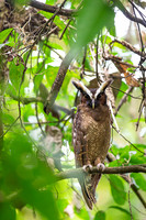 Crested Owl