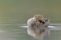 Gadwall