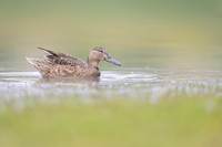 Gadwall