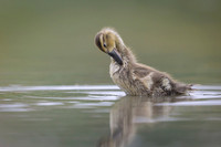 Gadwall