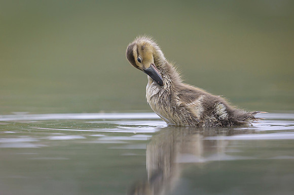 Gadwall