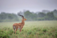 Impala Gazelle