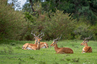 Impala Gazelle