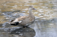 Gadwall
