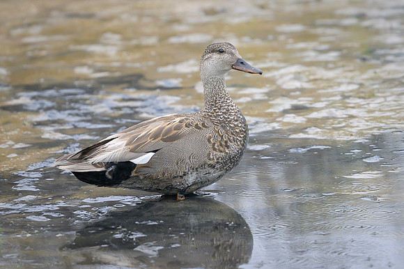 Gadwall