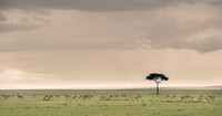 Impala Gazelle