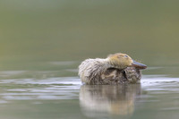 Gadwall