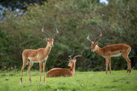 Impala Gazelle