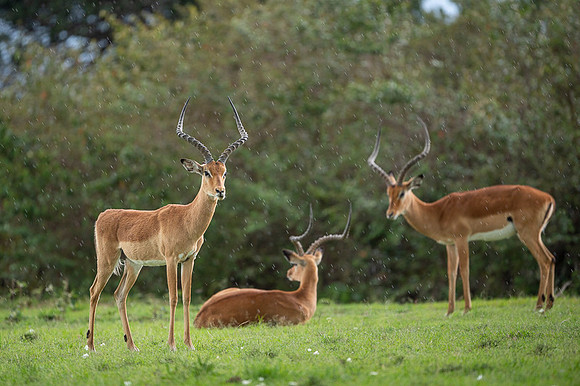 Impala Gazelle
