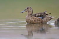 Gadwall