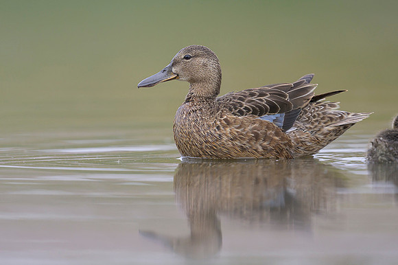 Gadwall