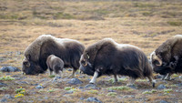 Muskox