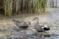 Gadwall