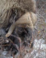 Muskox