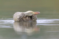 Gadwall