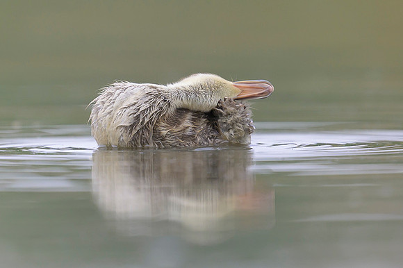Gadwall
