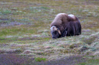 Muskox