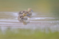 Gadwall