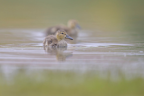Gadwall