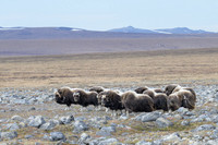 Muskox