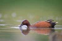 Gadwall