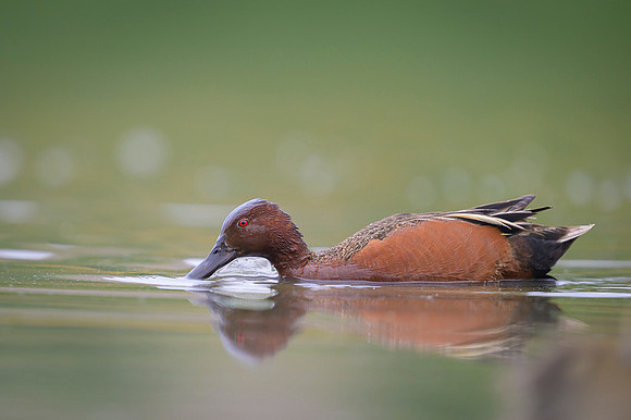 Gadwall