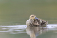 Gadwall