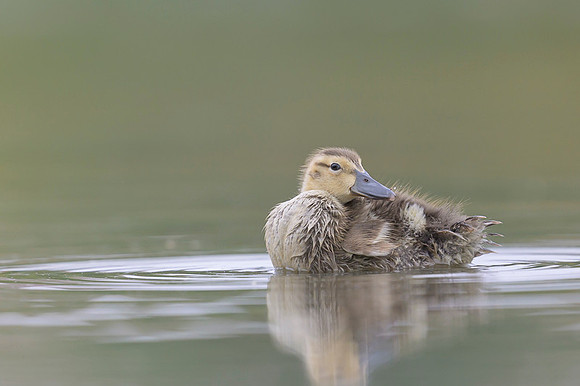 Gadwall